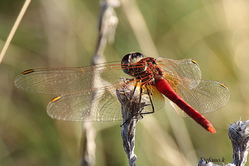 Libellula